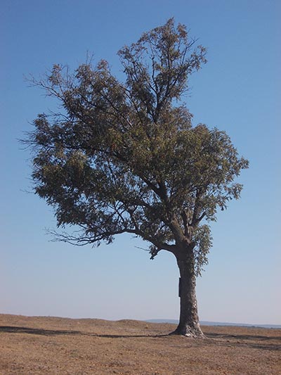 Pensiunea Victoria